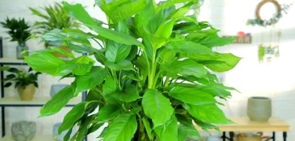 低光照环境下适合种植哪些花卉？如何进行养护？