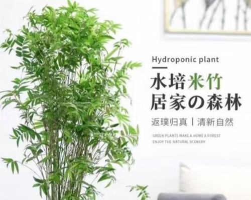盆栽竹子如何养护？有哪些注意事项？