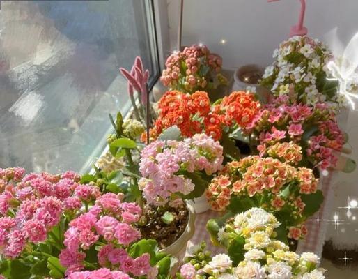 室内开花盆栽如何摆放？养护需要注意什么？