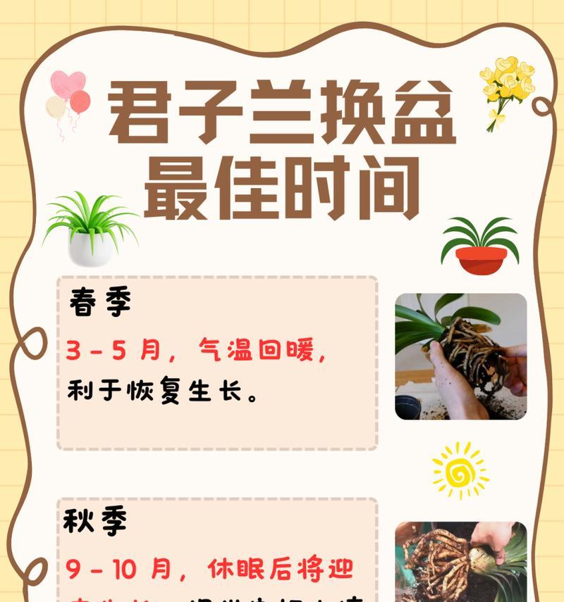 君子兰如何养护？有哪些注意事项？