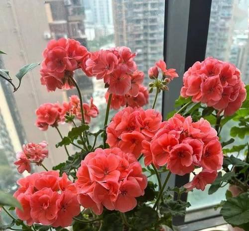 栀子花如何养护才能花开不断？如何让满室生香？