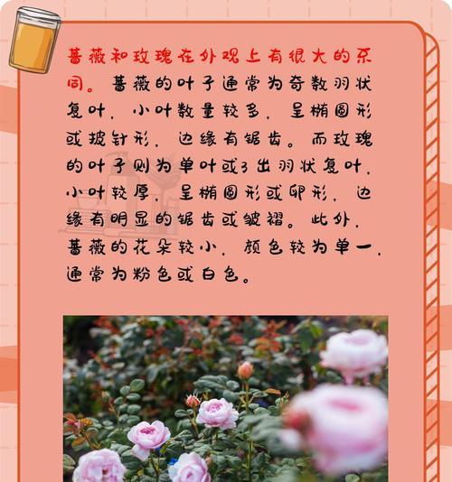 玫瑰花的学名是什么？如何详细介绍蔷薇科植物玫瑰？