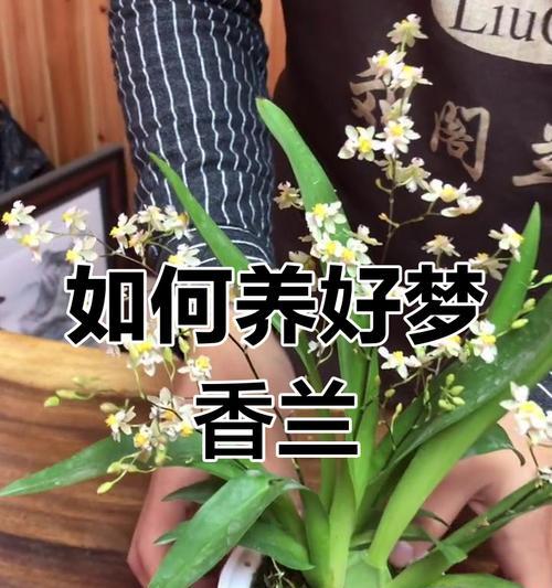 春天适合入手哪些盆栽？懒人如何轻松养护？