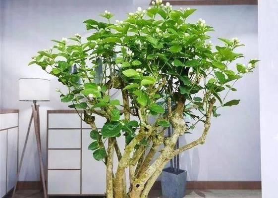 阳台盆栽中有哪些花卉既美又有强香？