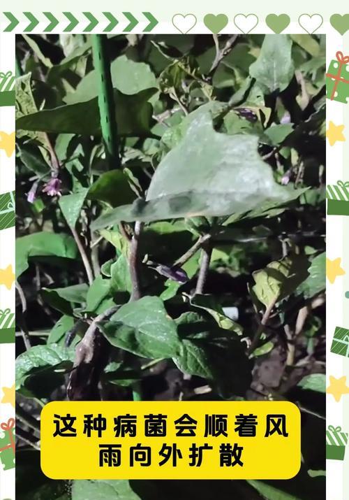 茄子种植需要注意哪些技术和管理？