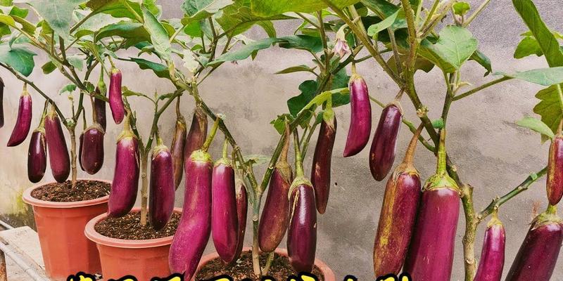 茄子种植需要注意哪些技术和管理？