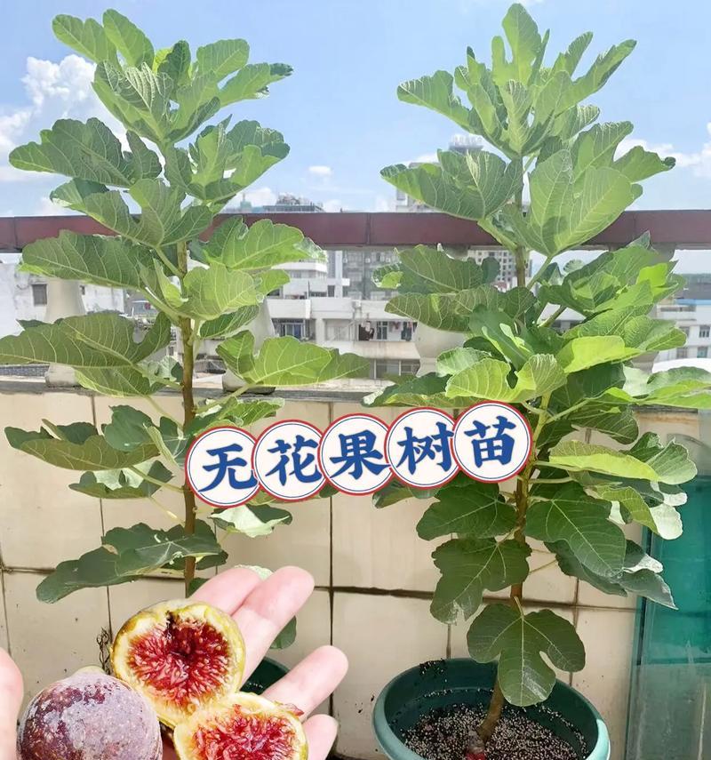 无花果种植有哪些步骤和技巧？