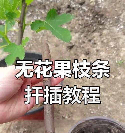 无花果种植有哪些步骤和技巧？