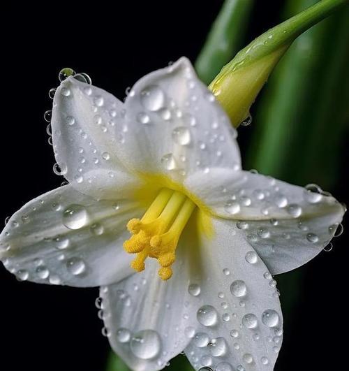 水仙花的最佳赏花期是什么时候？