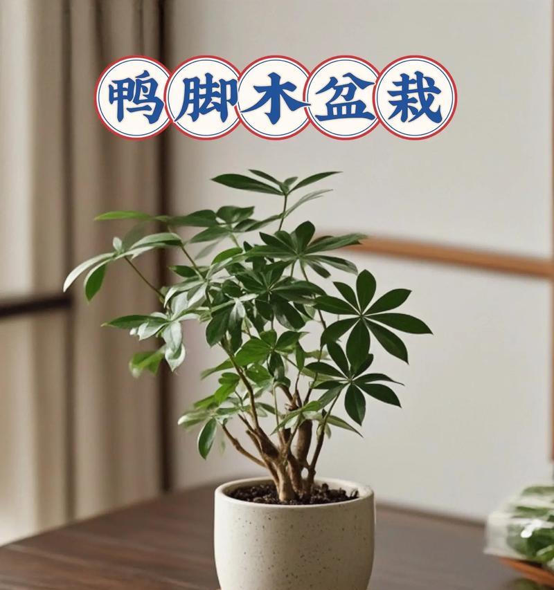 鸭掌木的养护需要注意哪些问题？