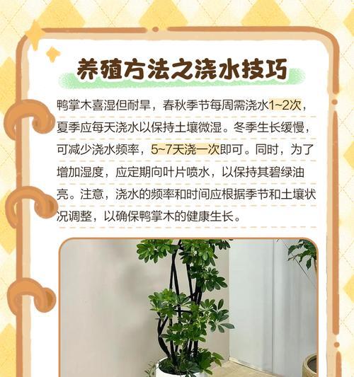 鸭掌木的养护需要注意哪些问题？