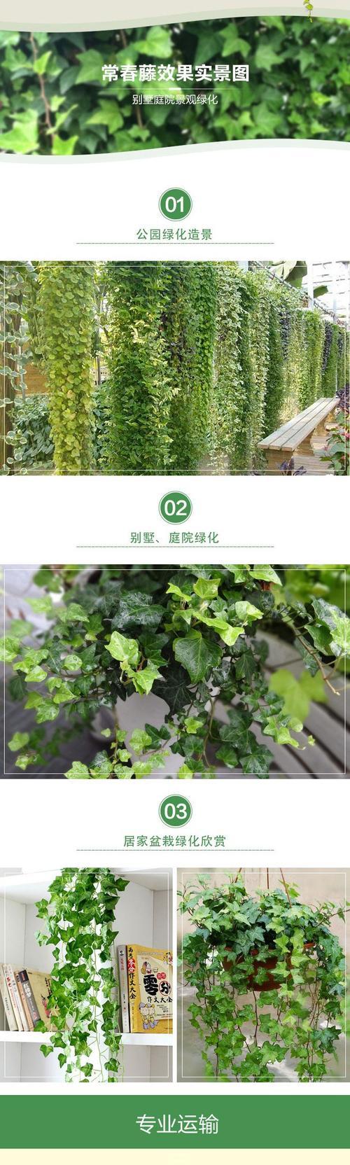 常青藤的种植技巧是什么？