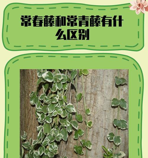 常青藤的种植技巧是什么？