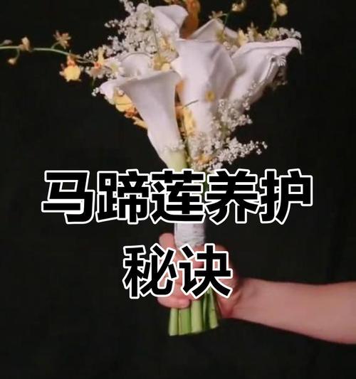 马蹄莲的花期是什么时候以及如何养护？