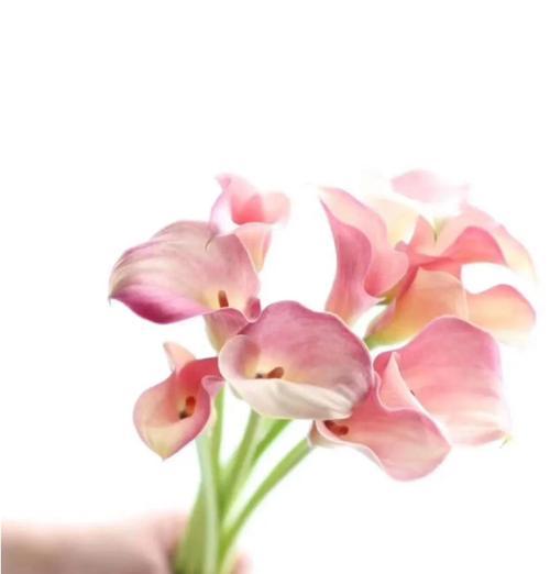马蹄莲的花期是什么时候以及如何养护？