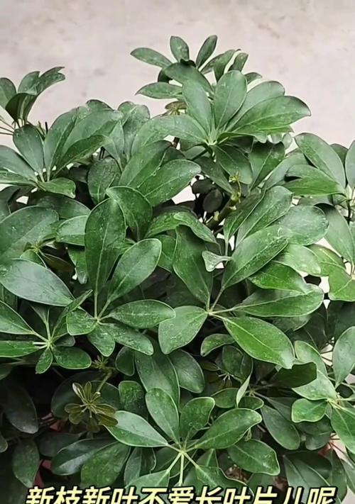 马蹄莲的花期是什么时候以及如何养护？