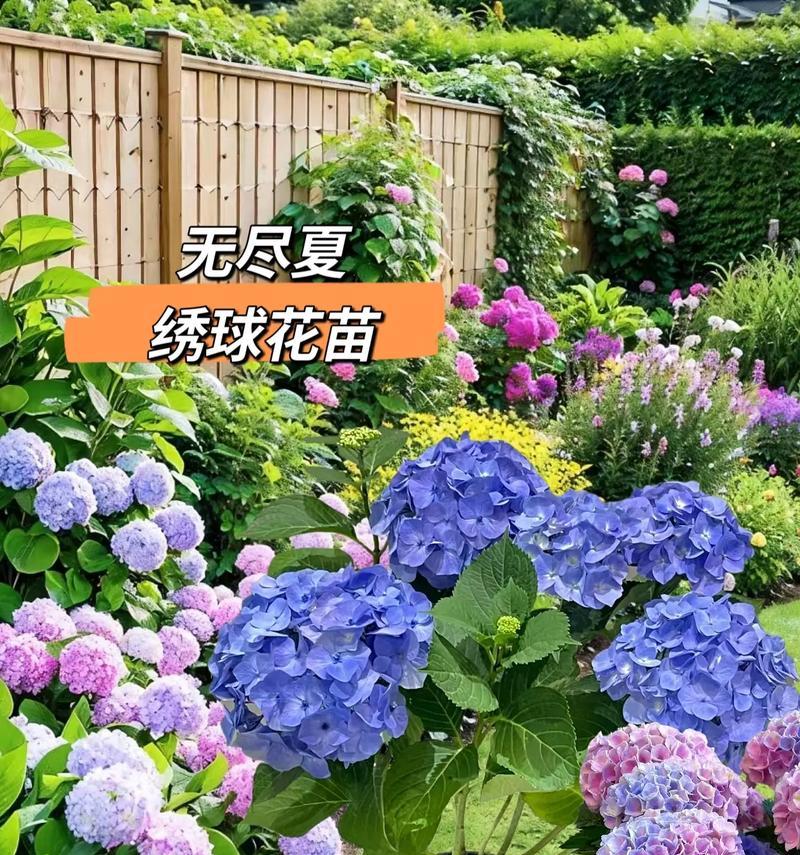 新手如何全年观赏绣球花？