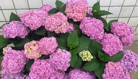新手如何全年观赏绣球花？