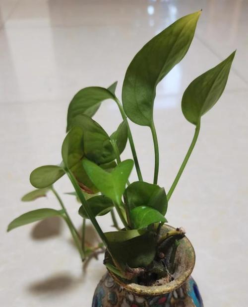 绿萝放在卧室养护有什么好处和坏处？