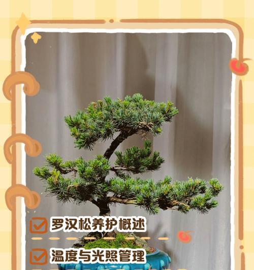 罗汉松的养护有哪些秘诀？