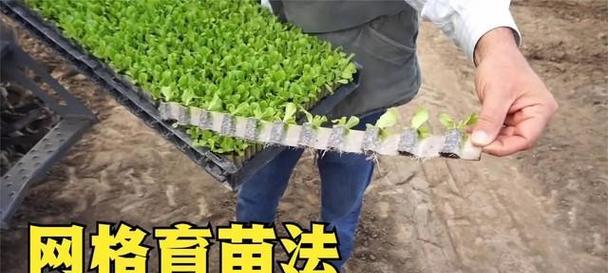 播种与幼苗移植的技术要点是什么？