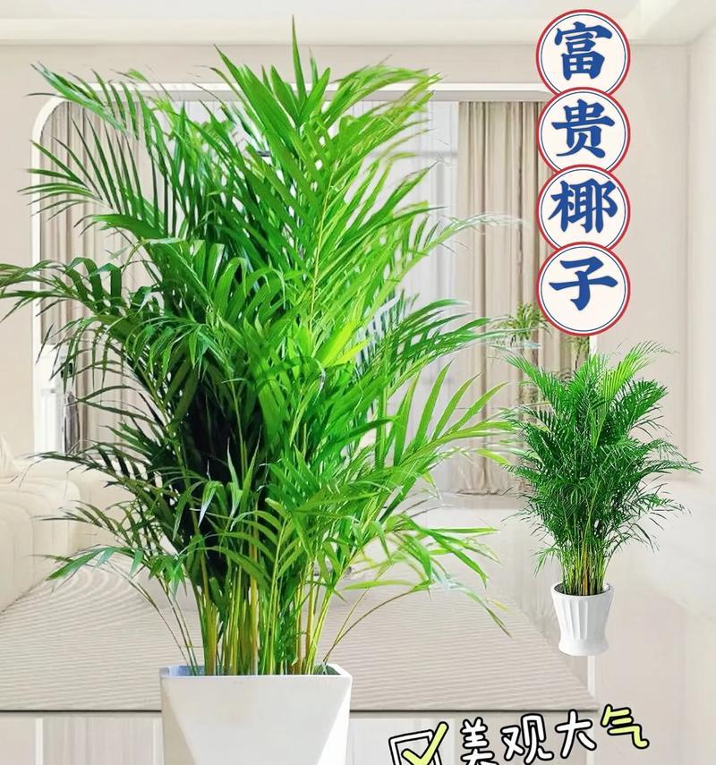 凤尾竹的养护方法有哪些？