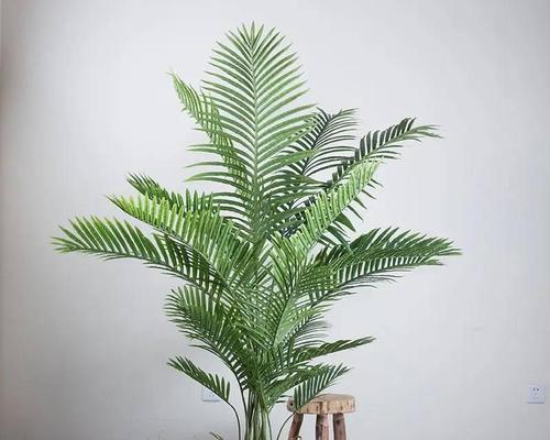 凤尾竹的养护方法有哪些？