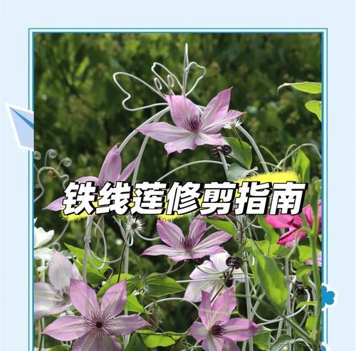 铁线莲喜阴品种如何养护？养护指南大公开！