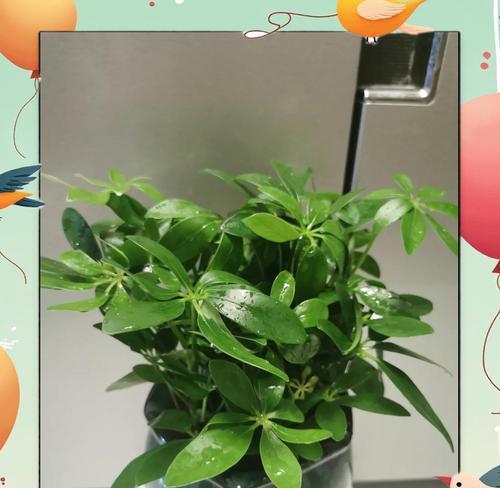 鸭掌木室内绿植盆栽怎么养？造型鸭掌木养护秘籍！