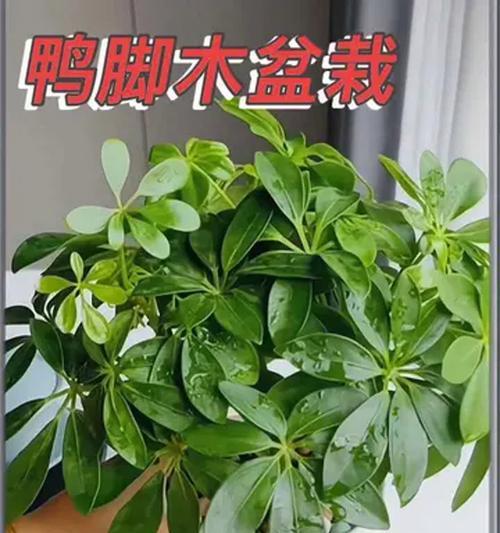 鸭掌木室内绿植盆栽怎么养？造型鸭掌木养护秘籍！