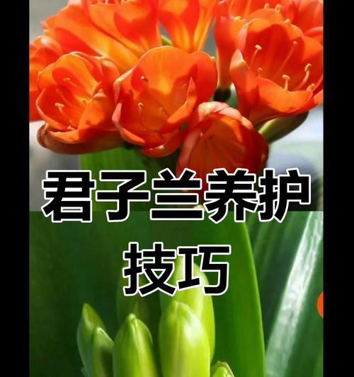 君子兰开花条件盘点！如何轻松实现开花？
