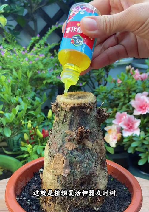 发财树养护指南：从生长到开花结果的全程技巧？