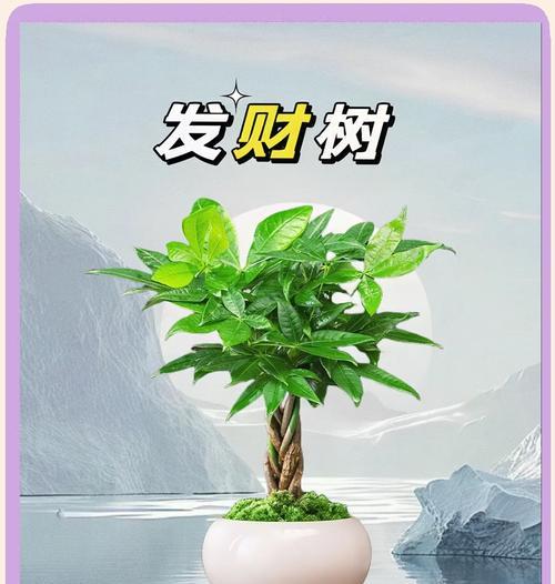 发财树养护指南：从生长到开花结果的全程技巧？