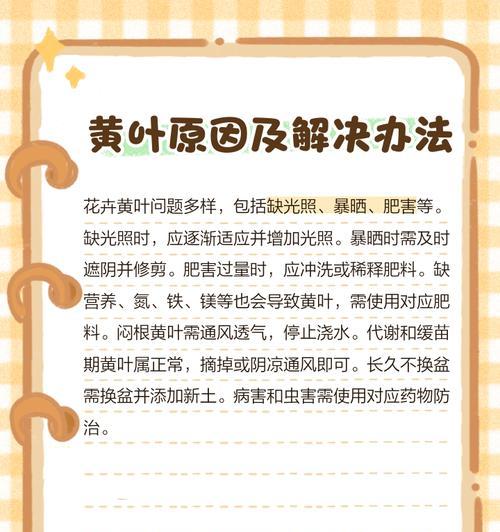 解决黄叶最好的办法是什么？黄叶原因及解决方法？