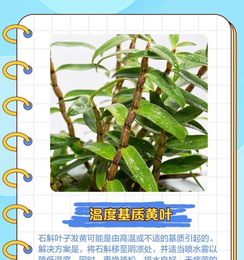 解决黄叶最好的办法是什么？黄叶原因及解决方法？