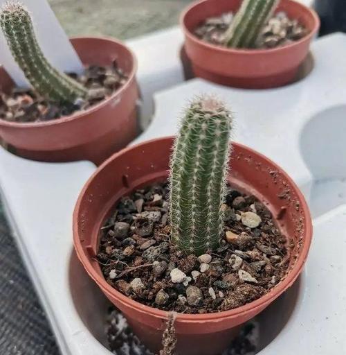 一款无短板仙人掌，开花美丽花量超多？养护简单吗？