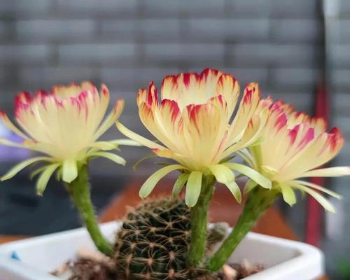 一款无短板仙人掌，开花美丽花量超多？养护简单吗？