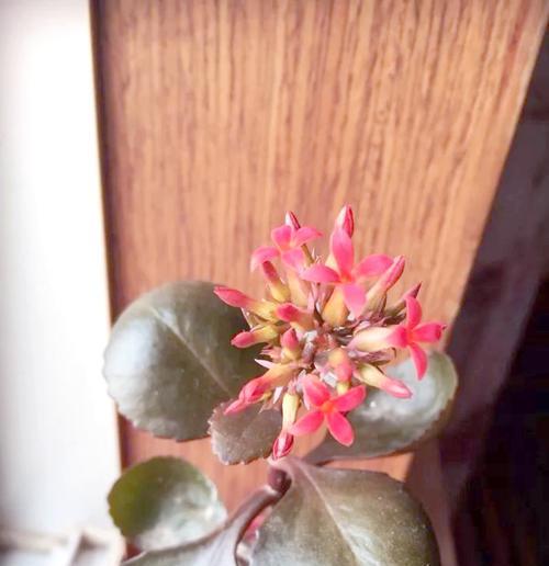 夏天养长寿花，避开这3怕，绿芽蹭蹭冒？