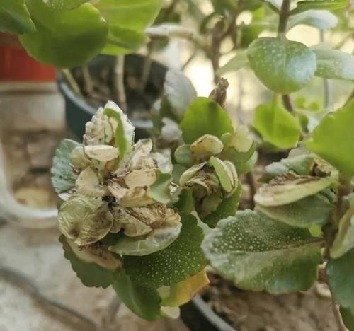 夏天养长寿花，避开这3怕，绿芽蹭蹭冒？