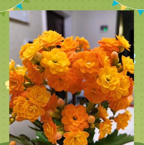 夏天养长寿花，避开这3怕，绿芽蹭蹭冒？