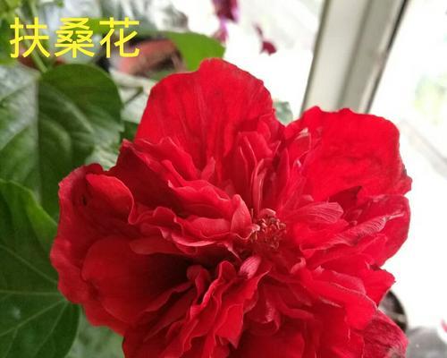 扶桑花春天修剪方法有哪些？修剪技巧全解析！