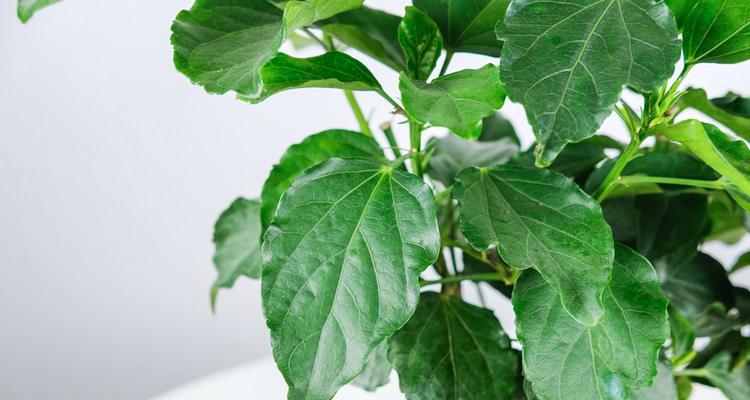 扶桑花春天修剪方法有哪些？修剪技巧全解析！