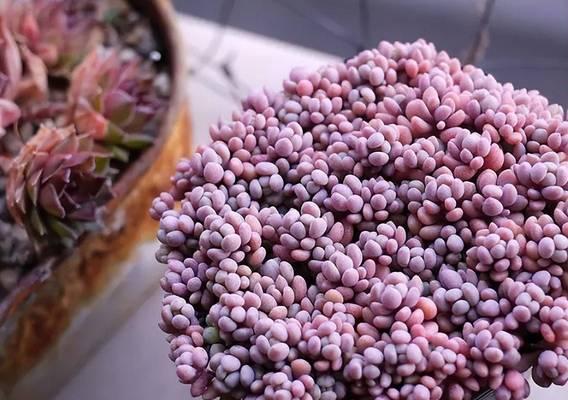 这7种花特耐旱，一个月不浇水也能活？懒人养花指南！