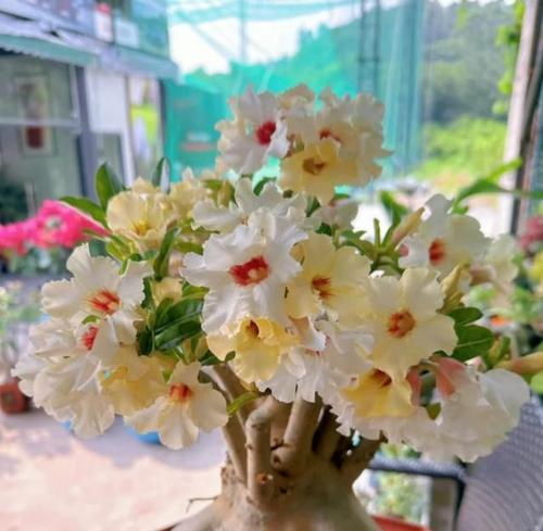 这7种花特耐旱，一个月不浇水也能活？懒人养花指南！