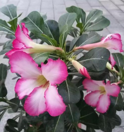 这7种花特耐旱，一个月不浇水也能活？懒人养花指南！