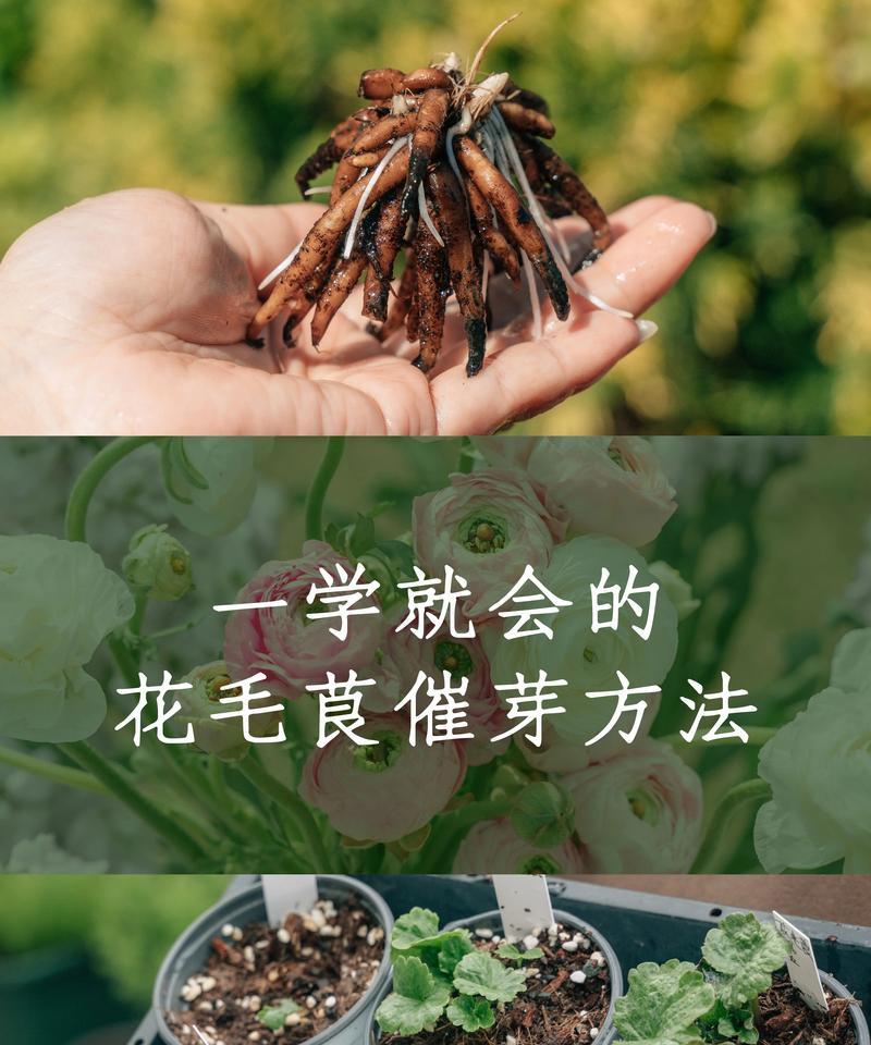 花毛茛种子种植经验：出芽率及夏天养护疑问解答！