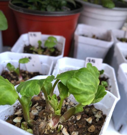 花毛茛种子种植经验：出芽率及夏天养护疑问解答！
