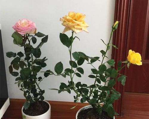 观花玫瑰花苗盆栽的养殖技巧是什么？