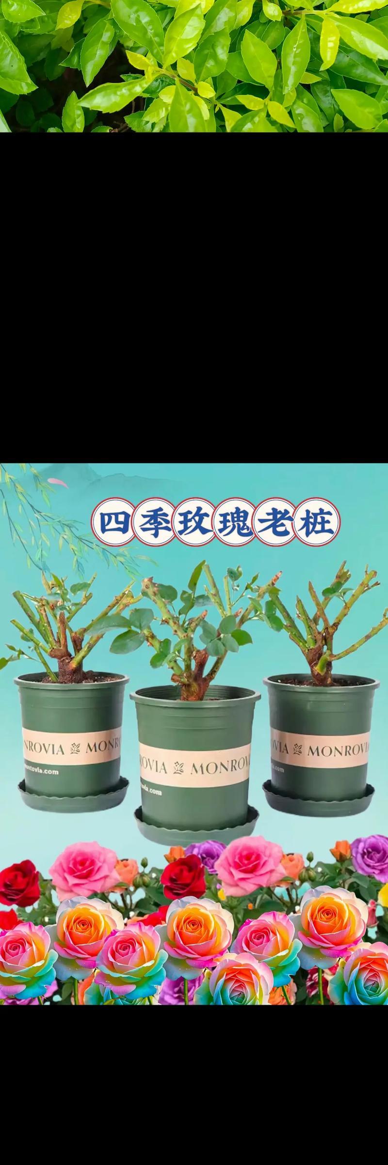 观花玫瑰花苗盆栽的养殖技巧是什么？