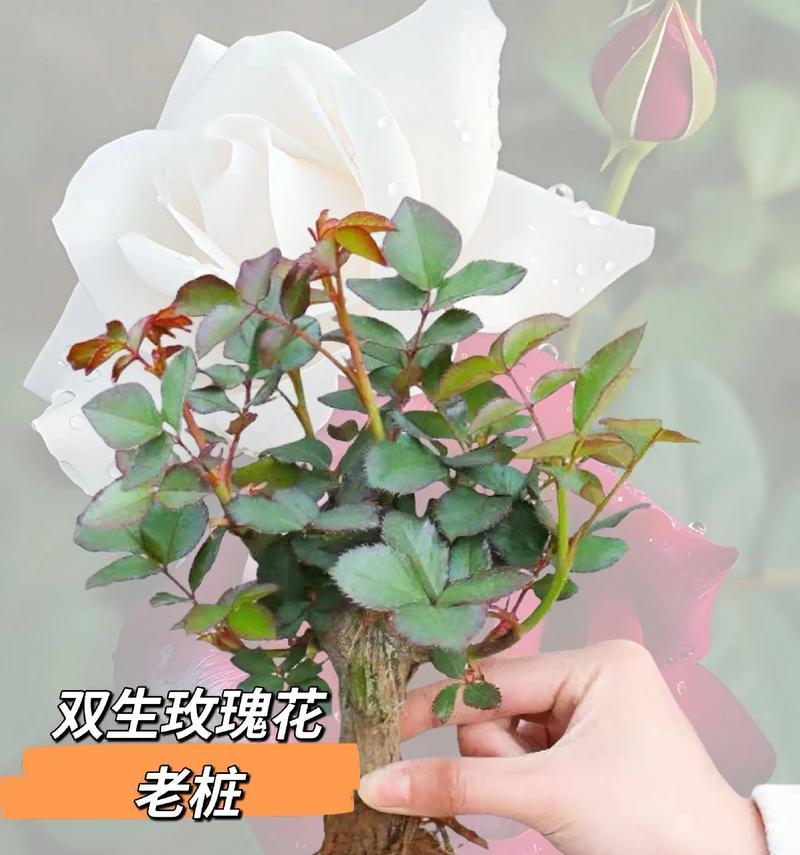 观花玫瑰花苗盆栽的养殖技巧是什么？